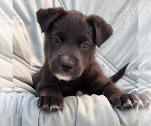 Mutt Dogs for adoption in San Diego, CA, USA
