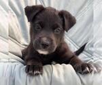 Chess Pup - Bishop - Male Mutt Dog for Adoption - Small photo