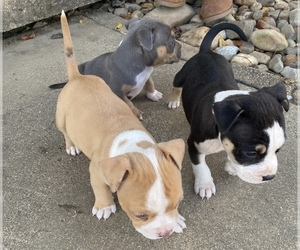 American Bully Puppy for sale in HOT SPRINGS NATIONAL PARK, AR, USA