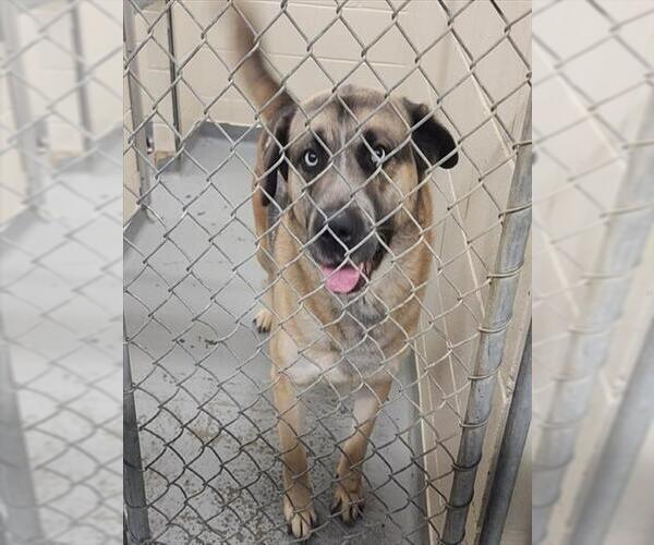 Medium Photo #1 Gerberian Shepsky Puppy For Sale in Anchorage, AK, USA