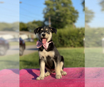 Small Photo #3 Goberian Puppy For Sale in ANTIOCH, TN, USA
