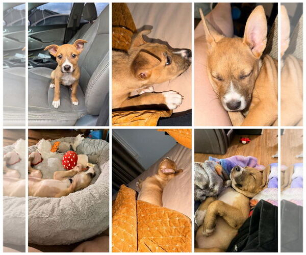 Medium Photo #2 Bullboxer Pit Puppy For Sale in Blacksburg, SC, USA