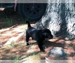 Small Photo #3 Labrador Retriever Puppy For Sale in FRUITPORT, MI, USA