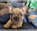 Small Photo #4 French Bulldog Puppy For Sale in CLINTON, IA, USA
