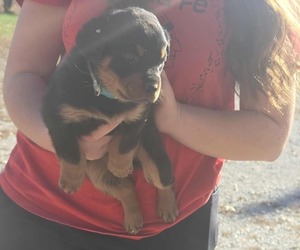 Rottweiler Puppy for sale in WAVERLY, MO, USA