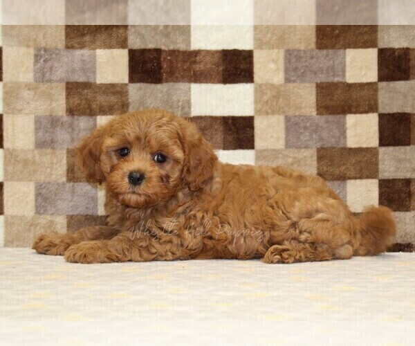 Medium Photo #2 Cavapoo (Miniature) Puppy For Sale in DENVER, PA, USA