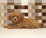 Small #1 Cavapoo (Miniature)