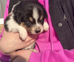 Puppy Auburn Border Collie-English Shepherd Mix