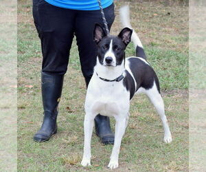 Mandy - Female Basenji-Unknown Mix Dog for Adoption - Photo #6