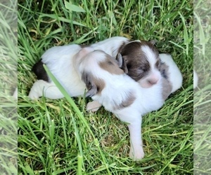 ShihPoo Puppy for sale in CLARE, MI, USA