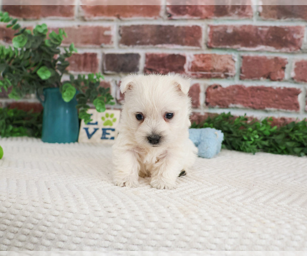 Medium Photo #8 West Highland White Terrier Puppy For Sale in SYRACUSE, IN, USA