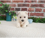 Small #7 West Highland White Terrier