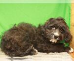 Small Photo #2 Miniature Labradoodle Puppy For Sale in SHAWNEE, OK, USA