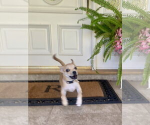Starla - Female Chug Dog for Adoption - Photo #8
