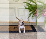 Small Photo #8 Chug Puppy For Sale in Santa Clarita, CA, USA
