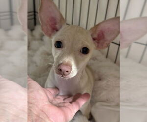 Chihuahua Dogs for adoption in Oak Bluffs, MA, USA