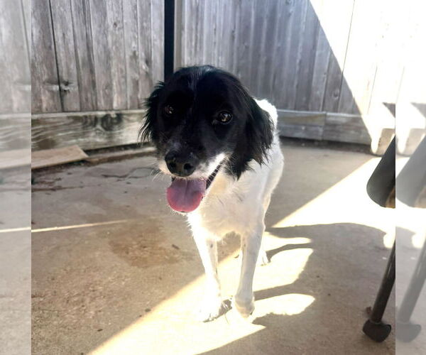 Medium Photo #4 Pointer Aussie Puppy For Sale in Houston, TX, USA