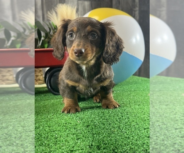 Medium Photo #6 Dachshund Puppy For Sale in CANOGA, NY, USA