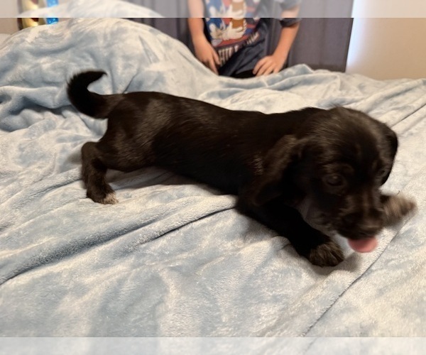 Medium Photo #3 Schweenie Puppy For Sale in DOTHAN, AL, USA