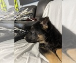 Small Photo #7 German Shepherd Dog Puppy For Sale in RUFFIN, SC, USA