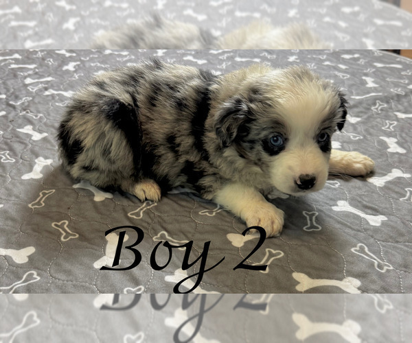 Medium Photo #7 Australian Shepherd Puppy For Sale in SALISBURY, NC, USA