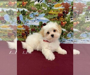 Morkie Puppy for sale in WINNSBORO, LA, USA