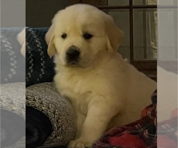 Medium Photo #17 English Cream Golden Retriever Puppy For Sale in DAWSONVILLE, GA, USA