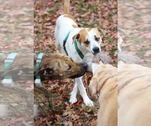 Medium Photo #13 Labrador Retriever-Unknown Mix Puppy For Sale in Holly Springs, NC, USA