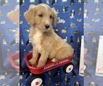 Small Photo #18 English Cream Golden Retriever-Poodle (Standard) Mix Puppy For Sale in DEARBORN, MO, USA