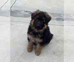 Small Photo #3 German Shepherd Dog Puppy For Sale in NORTHRIDGE, CA, USA