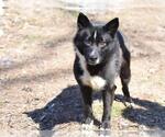 Small #2 Border Collie Mix