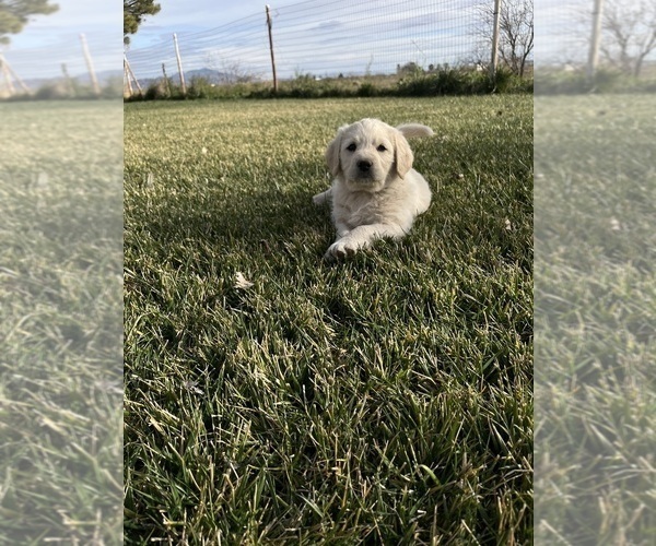 Medium Photo #5 Labradoodle Puppy For Sale in WILLCOX, AZ, USA