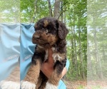 Puppy Puppy 3 Aussiedoodle