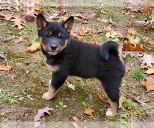 Shiba Inu Puppy for sale in CLARK, MO, USA