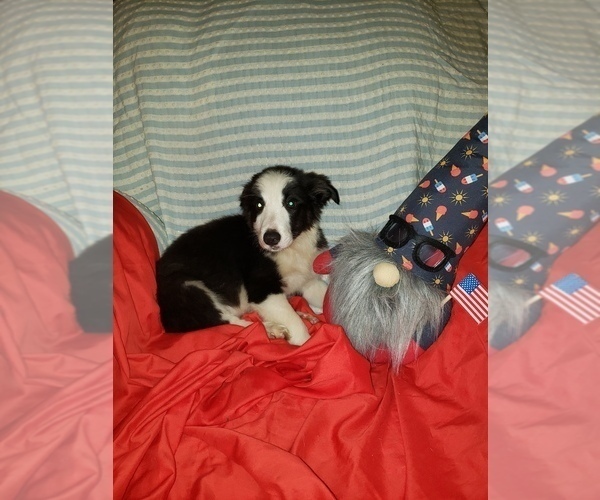 Medium Photo #18 Border Collie Puppy For Sale in AIKEN, SC, USA