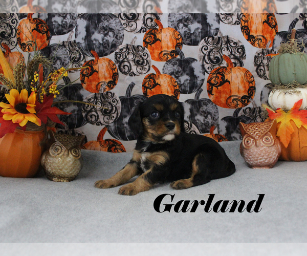 Medium Photo #81 Cavalier King Charles Spaniel Puppy For Sale in CHANUTE, KS, USA
