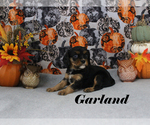 Small #10 Cavalier King Charles Spaniel