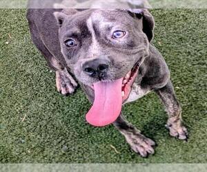 American Pit Bull Terrier-Labrador Retriever Mix Dogs for adoption in Texas City, TX, USA