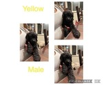 Small Photo #3 Poodle (Standard) Puppy For Sale in WINTON, CA, USA