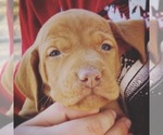 Small Photo #8 Vizsla Puppy For Sale in AGUA DULCE, CA, USA