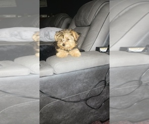 Medium Yorkshire Terrier