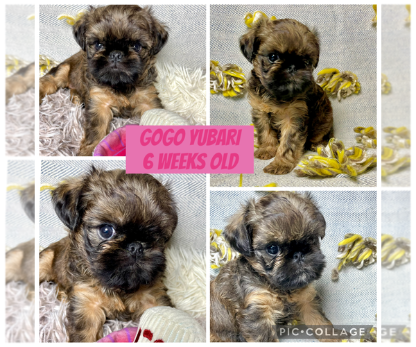 Medium Photo #2 Brussels Griffon Puppy For Sale in LAKE VILLA, IL, USA