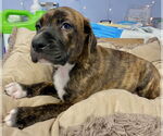 Small #1 Mountain Cur-Plott Hound Mix