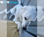 Small #11 Akbash-Great Pyrenees Mix
