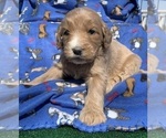 Small Photo #11 English Cream Golden Retriever-Poodle (Standard) Mix Puppy For Sale in DEARBORN, MO, USA