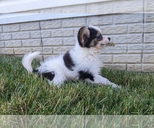 Papillon Puppy for sale in FREDERICKSBURG, OH, USA