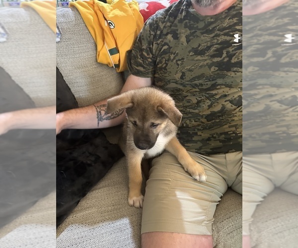 Medium Photo #6 Akita-Huskies  Mix Puppy For Sale in DUBLIN, CA, USA