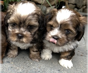 Schweenie Puppy for sale in BATTLE CREEK, MI, USA