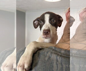 Denver~meet me! - Male Aussie Siberian Dog for Adoption - Photo #4