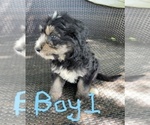Small Photo #5 Aussiedoodle Puppy For Sale in MIDDLETOWN, OH, USA